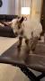 Nigerian Dwarf Goats Sanford, NC from www.tiktok.com