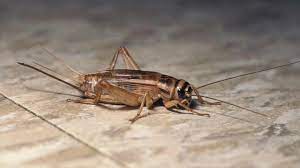 Many rare and vulnerable animals call these dark, wet tunnels home. Crickets Can Tell The Temperature In Warmer Weather Outdoors Dailyjournalonline Com