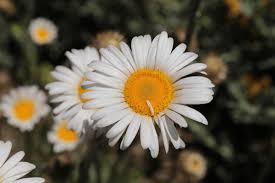 Image result for Athrixia