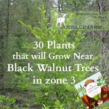 30 Plants That Will Grow Near Black Walnut Trees In Zone 3 Joybilee Farm Diy Herbs Gardening Black Walnut Tree Walnut Tree Black Walnuts