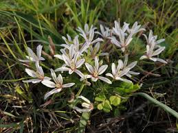 Image result for Trachyandra burkei