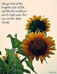 So what could be better than sunflower quotes! Sunflowers Flower Quotes Sunflower Quotes Flower Quotes Love