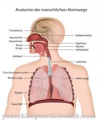 Referat boli ale sistemului respirator. Sistemul Respirator StructurÄƒ FuncÈ›ie È™i Boli Anatomie