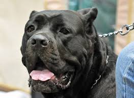 Why Is Cane Corso Considered A Dangerous Dog Breed Dangerous Dogs Cane Corso Mastiff Breeds