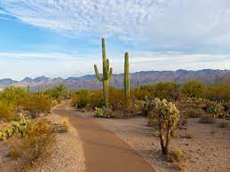This helps in reducing loss of water from the leaves through transpiration. How Are Desert Plants Adapted To Survive In A Desert Cactusway