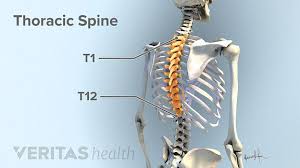 Computer sciences the first internet backbone was invented to assist in the attempt to share supercomputers. Thoracic Spinal Nerves