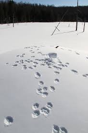 Maybe you would like to learn more about one of these? Coyote Tracks Welcome To A Photographic Journey Through The Woods Fields And Marshes Of New England Coyote Tracks Animal Tracks Coyote