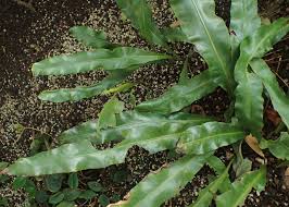 Image result for Microsorum pappei