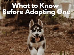 Kiah is 6.5 years old according to her akc paperwork and she weighs 25. Five Things To Know Before Adopting A Siberian Husky Pethelpful By Fellow Animal Lovers And Experts