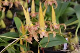 Image result for Bulbophyllum humblotii