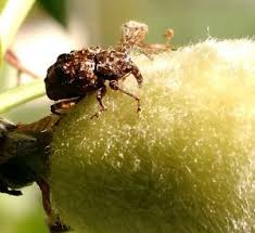 The peach tree borer attacks all of our fruiting and ornamental stone fruit trees, those trees whose fruit have a pit such as cherries, almonds, apricots, and peaches. Petal Fall Is A Key Time For Managing Fruit Tree Pests The National Center For Appropriate Technology