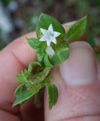 Image result for Richardia scabra