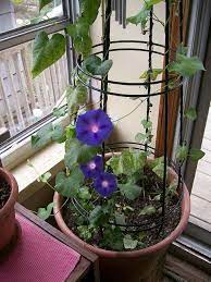 Last Indoor Morning Glories 4 11 10 100 5794 Morning Glory Flowers Backyard Garden Diy Morning Glory