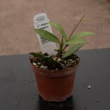 Image result for Hugonia elliptica