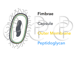 Image result for Porphyrostemma