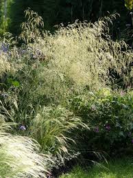 Deschampsia antarctica is the world's most southern monocot, and one. Puku Lauki