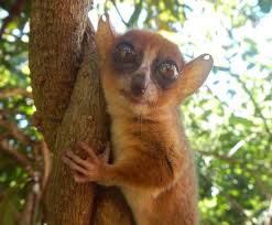 Image result for Erythroxylum platycladum