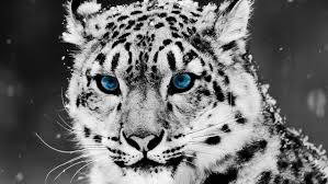 Black And White Baby Tiger Pictures Black And White Tiger With Baby Blue Eyes Wallpaper Leopardo De Las Nieves Imagenes De Animales Animales En Peligro De Extincion