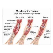The sequence shown above is one possible way to order the exercises. Forearm Flexor Muscles Labeled Drawing Poster Zazzle Com In 2021 Forearm Muscles Forearm Muscle Anatomy Arm Anatomy