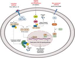 Image result for Limbrel