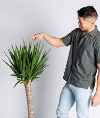 Its flowers are creamy white and numerous. Yucca Cane Care Guide Bloomscape