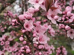 Check spelling or type a new query. Look 6 Gorgeous Early Blooming Flowers Early Spring Flowers Flowers First Flowers Of Spring