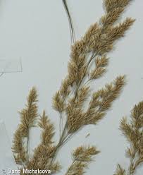 Image result for Agrostis epigejos