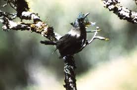 Kauai O O Moho Braccatus Robert Shallenberger 1975 Kauai Bird Bird Species