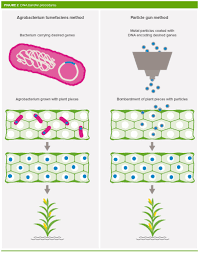 Genetic modification, or genetic engineering, is the direct human manipulation of an organism's genetic material in a way that does not occur under natural conditions. What Are Gm Crops And How Is It Done Royal Society