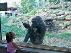 Animals can be jerks supercut compilation 2013! 8 Animals Being Jerks Ideas Animals Funny Animals Bones Funny