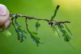 Image result for Didymoglossum erosum