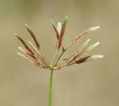 Image result for Cyperus tenuispica