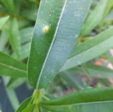 Image result for pseudomonas savastanoi pv nerii oleander symptoms