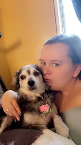 Lost dog in Kingman area