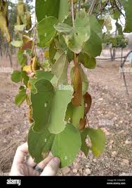 Image result for Piliostigma thonningii