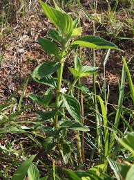 Image result for Spermacoce latituba