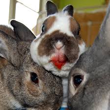 Maybe you would like to learn more about one of these? Animals Eating Strawberries Look Terrifying