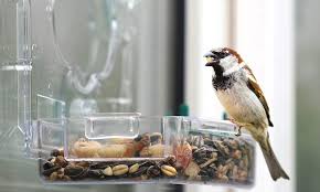 This bird feeder is really simple to make, which means they're a quick and fun project to do with children of all ages. Stick On Window Bird Feeders Top Up With Seed Mixes Bird Barn