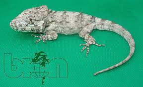 View large for more information Cuban False Chameleons Or False Bion Terrarium Center Facebook