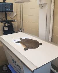 Turtle rescue and unexpected pregnancy discovery