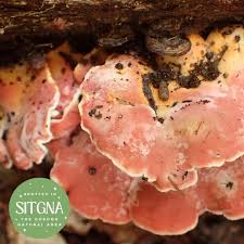 Image result for Merulius incarnatus