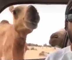 Hess hey, huge, he said he's destroyed my car. Tv Presenter Gets The Hump When Hungry Camel Pops Its Head Through Car Window To Steal Bread Rolls Daily Mail Online