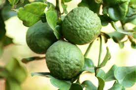 At bergamot massage we go the extra mile. Bergamot Essential Oil