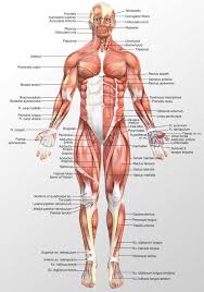 Learn about anatomy anterior body muscles with free interactive flashcards. Anterior Muscles 3d Illustration Samples And Price