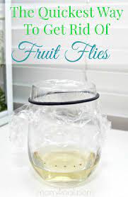 Pesky fruit flies are a nuisance in many locations! How To Get Rid Of Fruit Flies Or Gnats Tip Of The Day Mom 4 Real