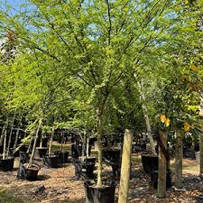 Image result for Heywoodia