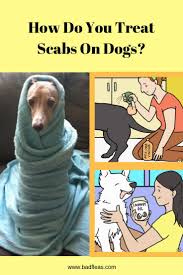 Dog Scabs How Do You Treat Scabs On Dogs Dog Treatment Dog Rash Dog Skin Care