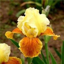1 Re Blooming Bearded Iris Rhizome Honey Glazed Iris Root Bulb Tall Rhizomes Perennial B In 2021 Iris Flowers Iris Garden Orchid Seeds