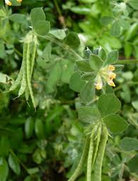 Image result for Lotus mlanjeanus