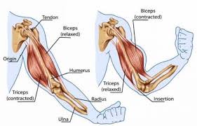 Female arm muscle diagram google search biceps workout biceps bicep muscle. 10 Do Anywhere Exercises For Strong Arm Muscles Breaking Muscle